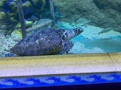-长春中泰海洋世界