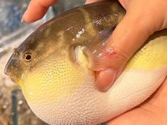 -大潮淮·淮扬菜(何园旗舰店)