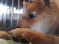 -1013 PET SHOP 宠物商店(近铁城市广场店)