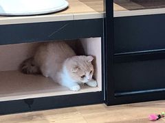 -瞄一喵猫咖(格力海岸店)