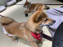 -逗柴咖啡屋·狗咖猫咖宠物桌游