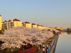 -高东镇樱花园
