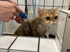 -熊小胖宠物生活馆(天华园店)