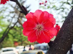 iphone_upload_pic-八大关景区