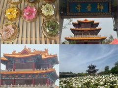 -曹州牡丹园