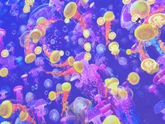 -海合安青岛极地海洋公园