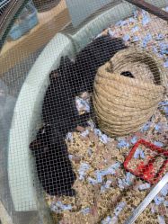 -卡通尼·Safari非洲探索乐园·生日会(金桥国际商业广场店)