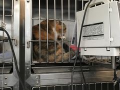 -伟伟宠物医院·CT影像中心·瑞派犬猫综合性门诊(汉口总院)