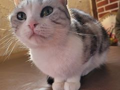 -猫小院猫主题餐厅(南锣旗舰店)