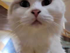-滚猫咖啡·猫咖·猫友好撸猫(未来城店)