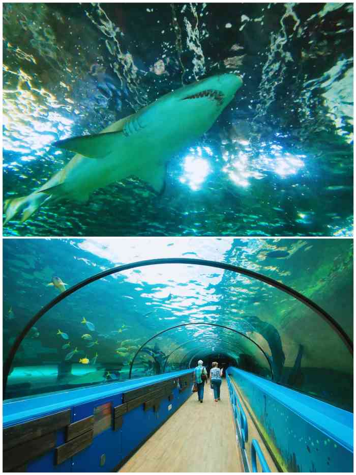 悉尼水族馆
