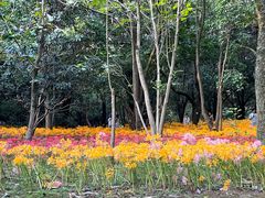 -杭州植物园
