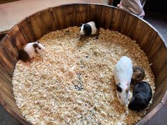 -正佳雨林生态植物园