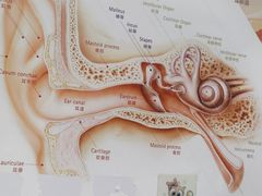 -自然之声助听器·呼吸机(贵定店)