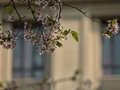 -武汉大学-樱园