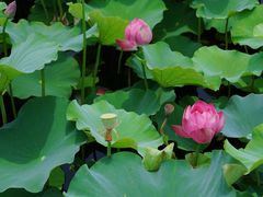 -荷塘月色湿地公园·向阳花洲