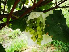 -马陆小张葡萄园农家乐