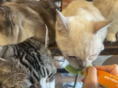 -猫猫幼稚园·撸猫·桌游·电玩