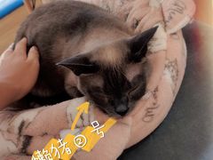 -滚猫咖啡·猫咖·猫友好撸猫(未来城店)