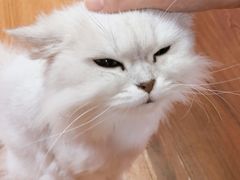 -李小姐の猫咖啡馆(五角场店)