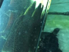 -老船长海鲜大排档(银滩店)