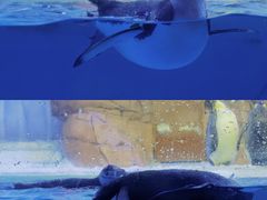 -海合安成都极地海洋公园
