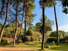 -铁山坪森林公园