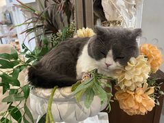 -共舞时光猫咖·狗咖(新街口店)