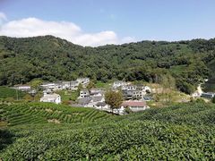 -龙井村