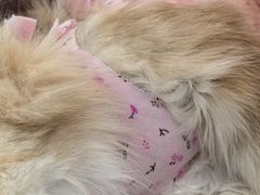 -纳吉亚猫专科动物诊疗中心(蒋宅口分院)