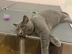 -猫咪派对(江南西店)