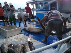 -尼甘布海鲜市场