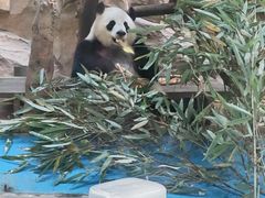 -成都动物园