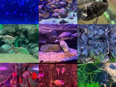 -上海海洋水族馆