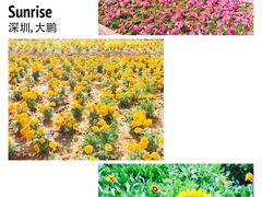-玫瑰小镇