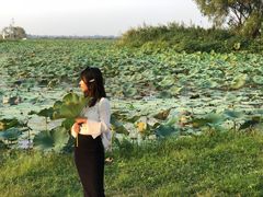 -洪湖生态旅游区