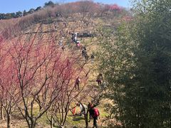 -新建村梅花