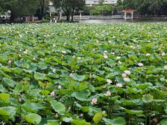 -荔湾湖公园