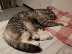 -纳吉亚猫专科动物医院博雅分院