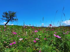 -硗碛藏寨·神木垒景区