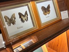 -上海大自然野生昆虫馆