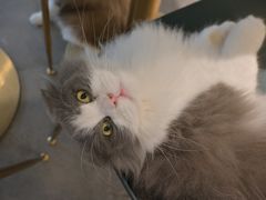 -飞行喵MR PILOT|猫舍·猫咖(静安大融城店)