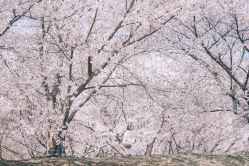 -拾光盒子儿童摄影(别墅店)