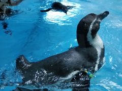 -帝企鹅自助餐厅•儿童岛•真企鹅(长隆企鹅酒店)