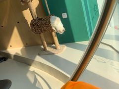 -飞行喵MR PILOT|猫舍·猫咖(静安大融城店)