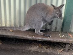 -费瑟代尔野生动物园