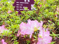 -临平公园(临平街道)