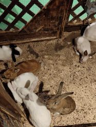 -酷嗒动物文化乐园(cutezoo西溪乐天城店)