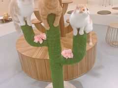-飞行喵MR PILOT|猫舍·猫咖(静安大融城店)