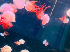 -辛玛王国游乐园